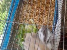 خرگوش لوپ هلندی واکسن زده در شیپور