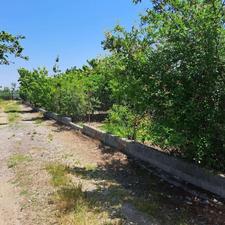 فروش زمین کشاورزی 150 متر در جاده بهنمیر
