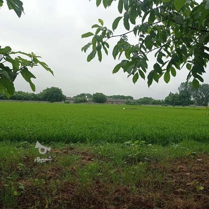 زمین کشاورزی 9250 متر در جاده قائمشهر - جویبار در گروه خرید و فروش املاک در مازندران در شیپور-عکس1