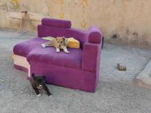توله سگ سرابی واگذاری واقعی در شیپور