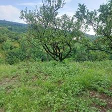 150متر زمین داخل بافت تنگه لته پایین کولا