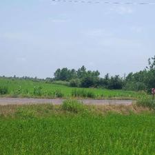 فروش زمین باغی درقطعات500متری