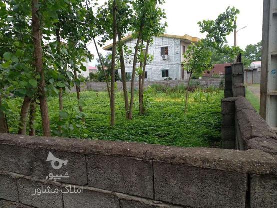 زمین مسکونی 330 متر روشنابسر در گروه خرید و فروش املاک در گیلان در شیپور-عکس1