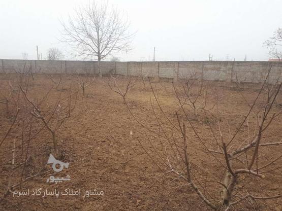 فروش زمین کشاورزی 1000 متر در اسرم در گروه خرید و فروش املاک در مازندران در شیپور-عکس1