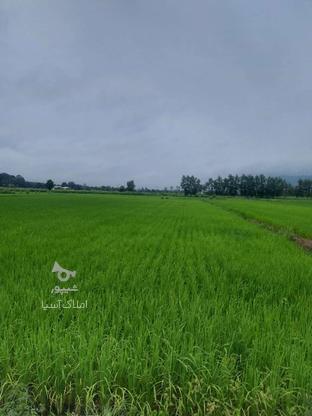 فروش زمین کشاورزی 14000 متر درمنطقه(علیکلایه) رودسر در گروه خرید و فروش املاک در گیلان در شیپور-عکس1
