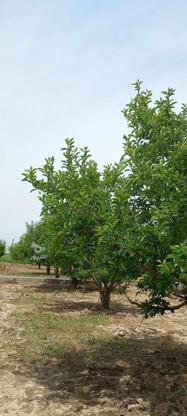 950 متر زمین باغ کشاورزی درخت سیب16ساله نصیرکندی در گروه خرید و فروش املاک در آذربایجان غربی در شیپور-عکس1