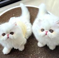 واگذار بچه گربه های سفید چشم آبی سوپرفلت