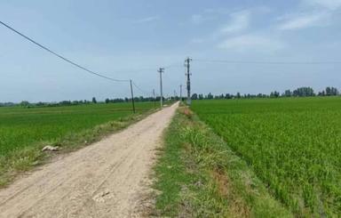 زمین کشاورزی 3000 متر در امیرآباد