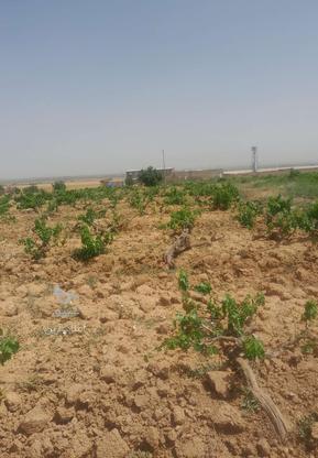 فروش زمین کشاورزی 1500 متر در ابهر در گروه خرید و فروش املاک در زنجان در شیپور-عکس1