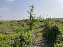 فروش زمین کشاورزی 750 متر در منطقه آزاد در شیپور