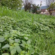 زمین بافت 560متر سند تک برگ سانخیل