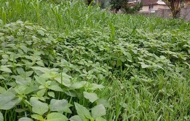 زمین بافت 560متر سند تک برگ سانخیل