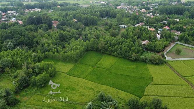 1484متر زمین باغی ویو رودخانه و شالی کوچصفهان در گروه خرید و فروش املاک در گیلان در شیپور-عکس1