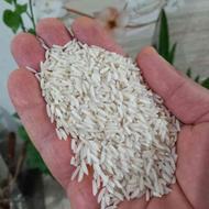 برنج هاشمی آستانه به قیمت کارخانه