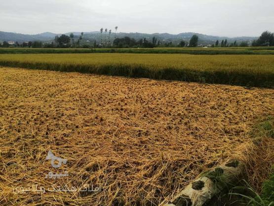فروش زمین کشاورزی 872 متر کنار بابل رود در گروه خرید و فروش املاک در مازندران در شیپور-عکس1