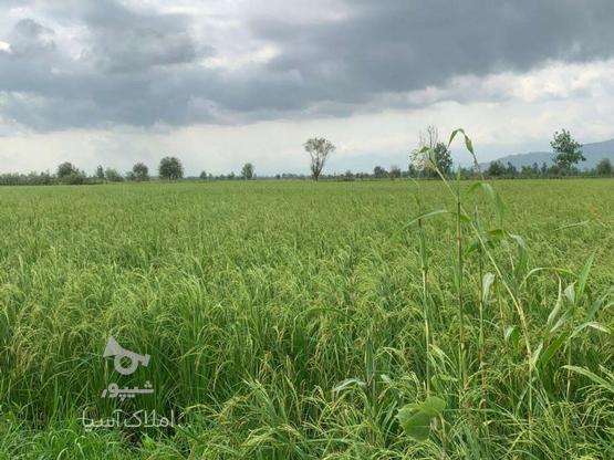 فروش زمین کشاورزی 6000 متردر روستای (ارباستان) لنگرود در گروه خرید و فروش املاک در گیلان در شیپور-عکس1