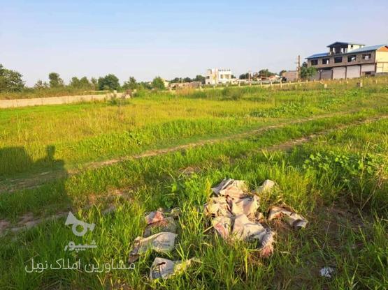 زمین باغی محصور شده 350متر در گروه خرید و فروش املاک در گیلان در شیپور-عکس1