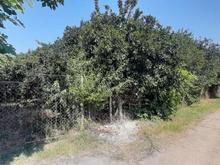 فروش باغ مرکبات 6600 متر در جاده کیاکلا دیوکلا در شیپور