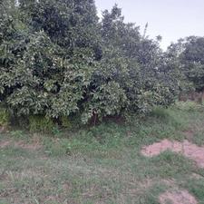 فروش زمین 800 متر سان خیل