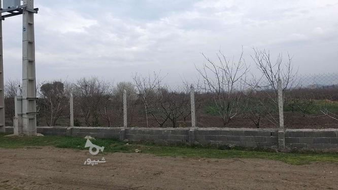 زمین برای باغ و کشاورزی 2400 متر در گروه خرید و فروش املاک در مازندران در شیپور-عکس1