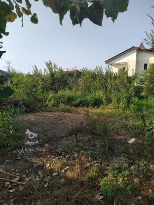 فروش زمین مسکونی 800 متر در شلمان در گروه خرید و فروش املاک در گیلان در شیپور-عکس1