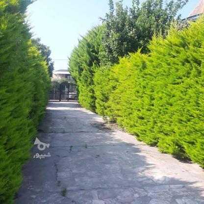 فروش زمین مسکونی 260 متر در لتینگان سند تک برگ در گروه خرید و فروش املاک در مازندران در شیپور-عکس1