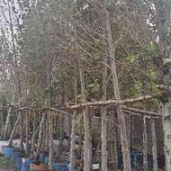 درخت چنار از قطر 20 سانتیمترتا 90سانتیمتر ریشه پر در ماهدشت