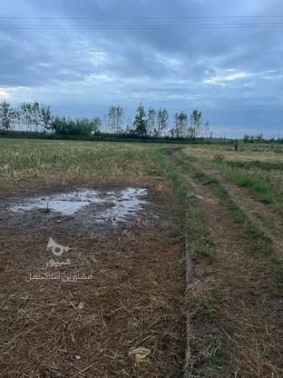 زمین کشاورزی 22000 متر داخل طرح هادی در گروه خرید و فروش املاک در گیلان در شیپور-عکس1