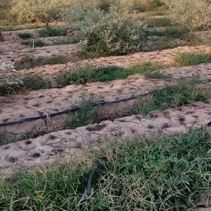 زمین خشکه جاری 2000متردربهنمیر در گروه خرید و فروش املاک در مازندران در شیپور-عکس1