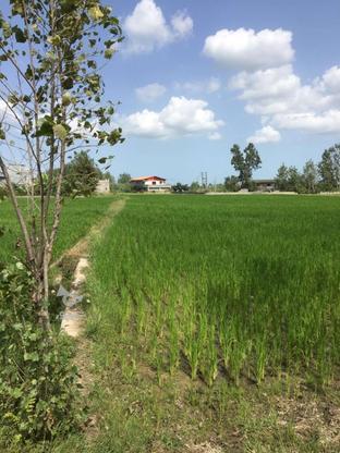 فروش زمین کشاورزی 5000 متر در روستایی مسکون در گروه خرید و فروش املاک در مازندران در شیپور-عکس1