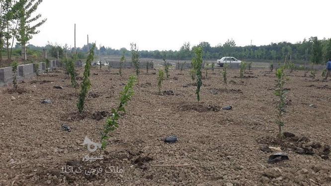 باغچه 200 متری با برق و اب کشاورزی در گروه خرید و فروش املاک در مازندران در شیپور-عکس1