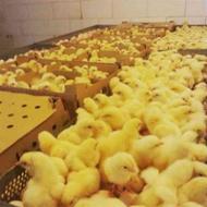 فروش مستقیم انواع جوجه مرغ گوشتی یکروز رآس و آرین