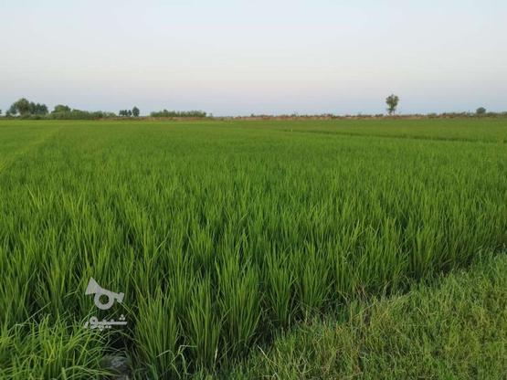 فروش زمین کشاورزی 1000متری در گروه خرید و فروش املاک در مازندران در شیپور-عکس1