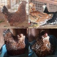 مرغ و خروس گلین تخم نطفه دار