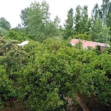 فروش زمین مسکونی 248 متر در شهرک قائم