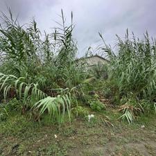 زمین مسکونی و شهری با سند تک برگی انزلی محله