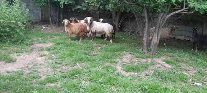 گوسفند زنده سالم تمیز در گروه خرید و فروش ورزش فرهنگ فراغت در مازندران در شیپور-عکس1