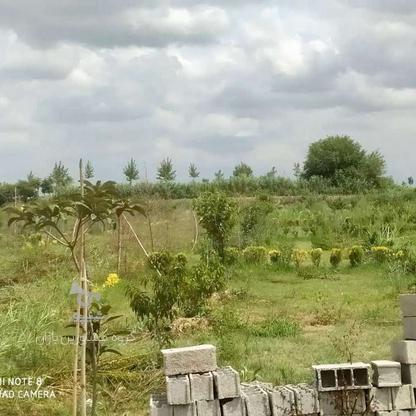 فروش زمین 142 متر در دابودشت در گروه خرید و فروش املاک در مازندران در شیپور-عکس1