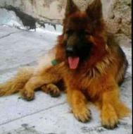 سگ ژرمن در نضراباد نجم آباد گم شده از یابنده خواهش میکنم ت