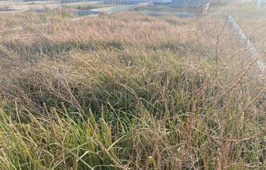 زمین 232 متری در مداءنی