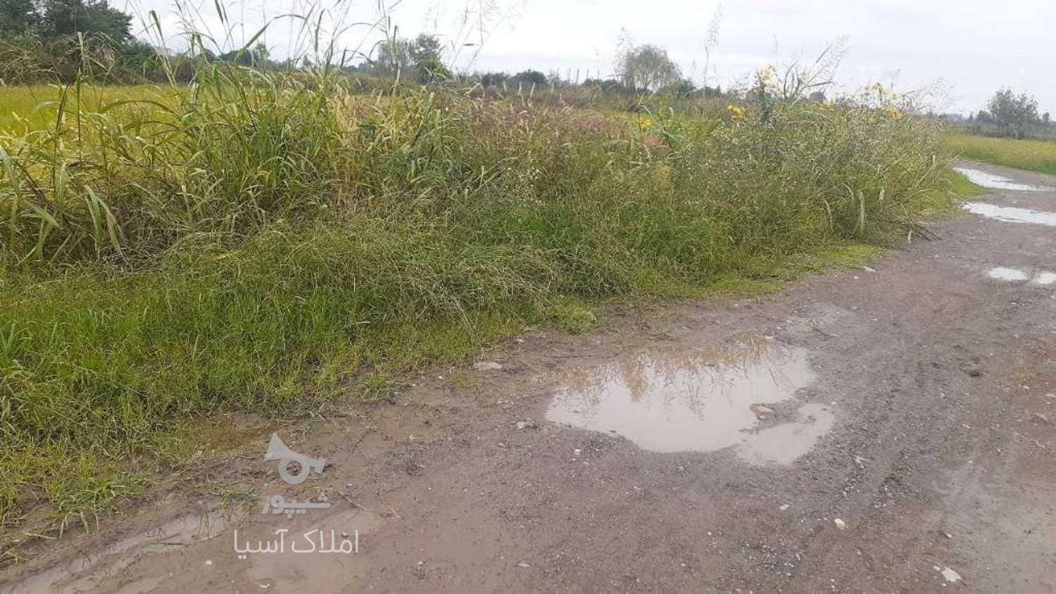 زمین کشاورزی 1500 متر درروستا(رودمیانه)رودسر در گروه خرید و فروش املاک در گیلان در شیپور-عکس1