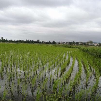 فروش زمین کشاورزی 8500 متر درخشکبیجار در گروه خرید و فروش املاک در گیلان در شیپور-عکس1