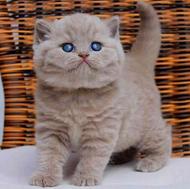 دنیای بچه گربه های توپول موپولی کوتوله اصیل