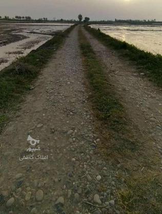 فروش زمین کشاورزی 1000 متر در زرداب در گروه خرید و فروش املاک در مازندران در شیپور-عکس1