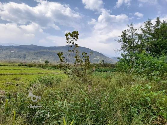 زمین کشاورزی 7,000 متری در لشتو در گروه خرید و فروش املاک در مازندران در شیپور-عکس1
