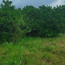 600متر باغ مرکبات جاده نظامی حاجیکلاارزلو