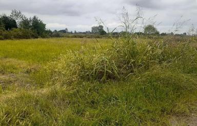 زمین کشاورزی 7000 متردر روستا کرف محله رودسر