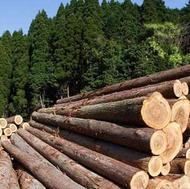 واردات چوب روسی و راش گرجستان و زیرپایی و لمبه