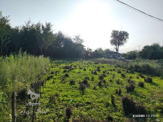 فروش زمین روستایی 438 متر مسکونی در گروه خرید و فروش املاک در گیلان در شیپور-عکس1