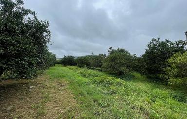 فروش زمین مسکونی 900 متر نزدیک دریا